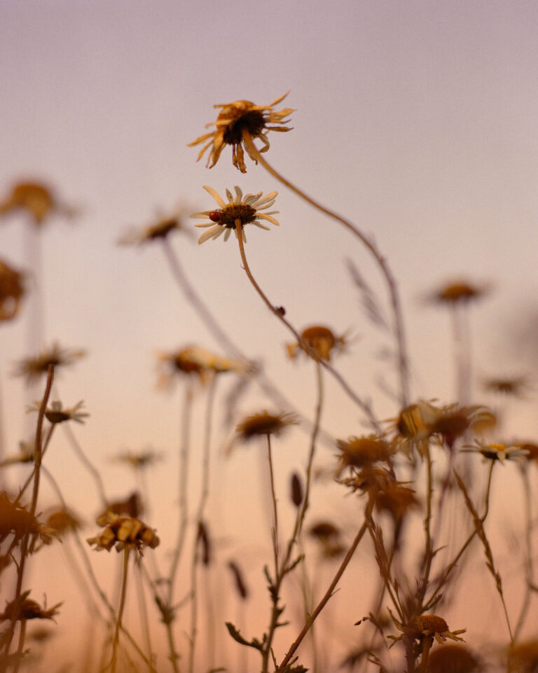 Max Miechowski portrait photography, flowers, sunrise