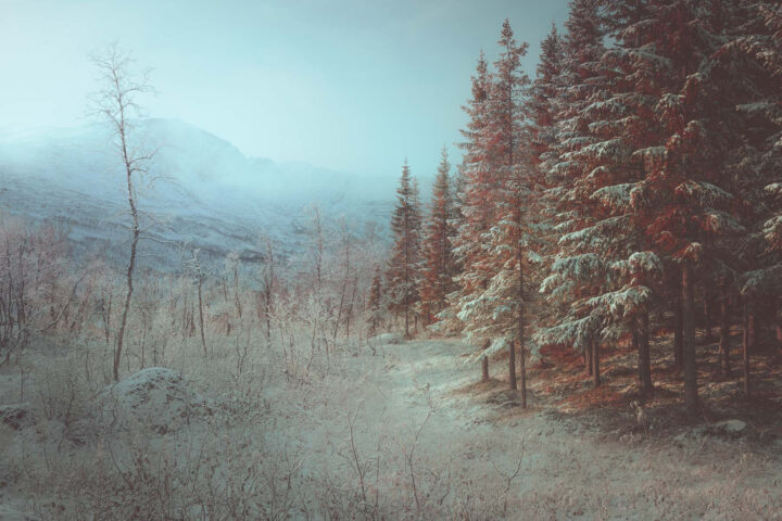 color landscape photography by Yohan Terraza, forest, snow, mountain