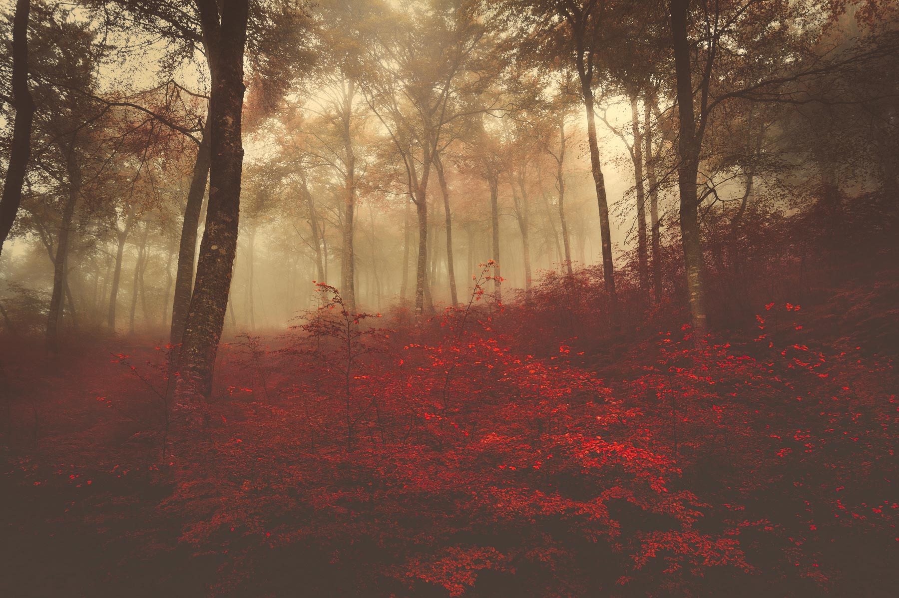 Landscape photography by Yohan Terraza, forest, red flowers