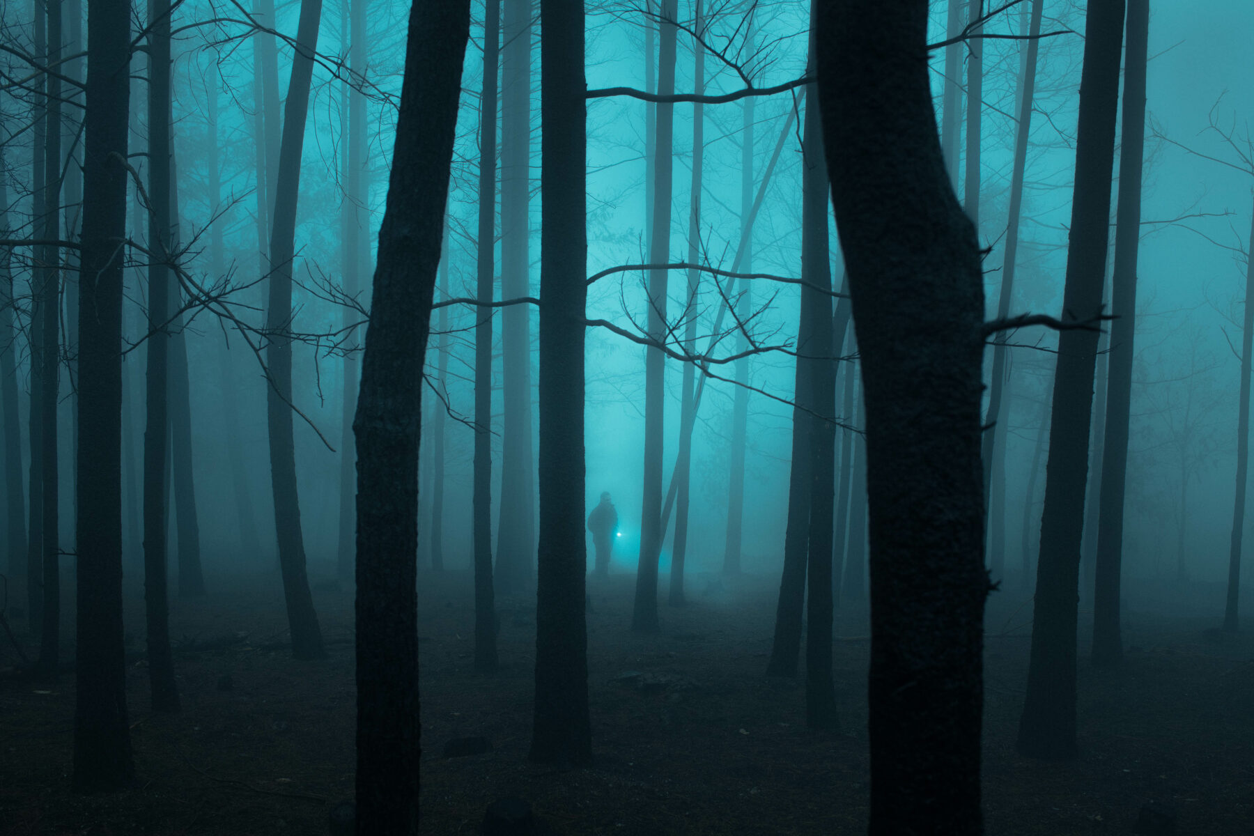 Landscape photography by Henri Prestes. trees, shadows, blue sky