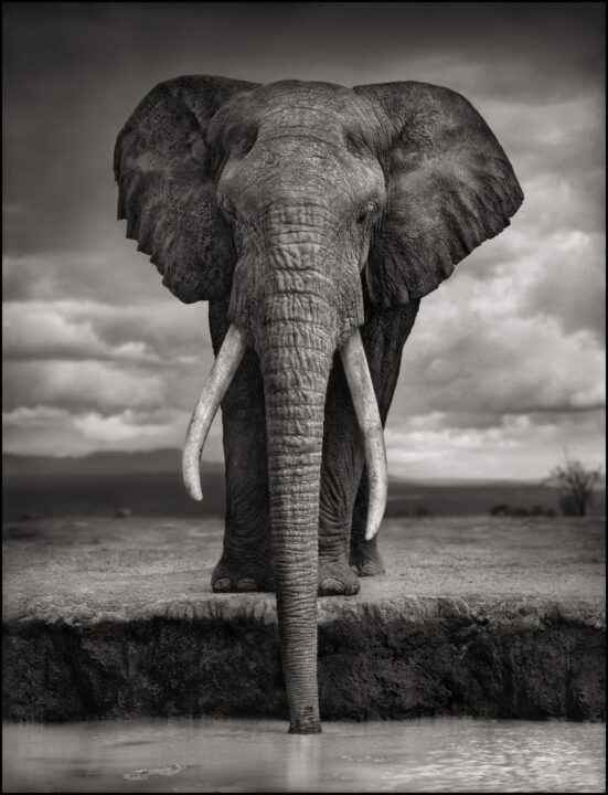 Black and white portrait of elephant by Nick Brandt