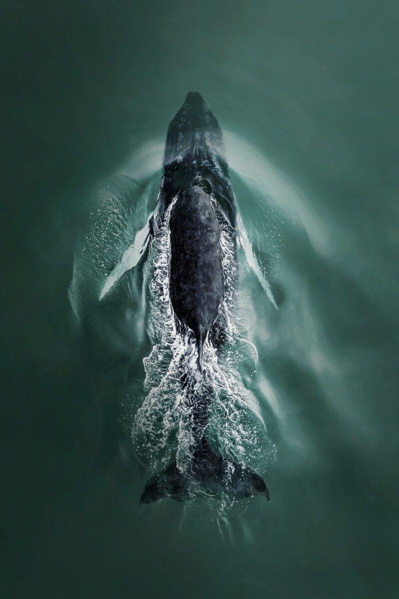 Color photography of humpack whale, Joanna L Steidle