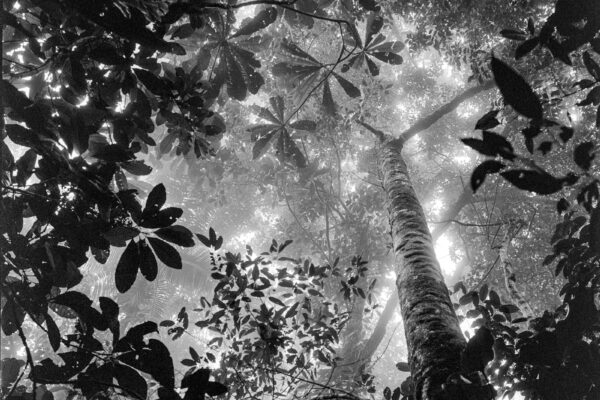 black and white landscape photo of a Tropical Rain Forest in the Chocó region in Colombia’s Pacific Coast by Miguel Winograd