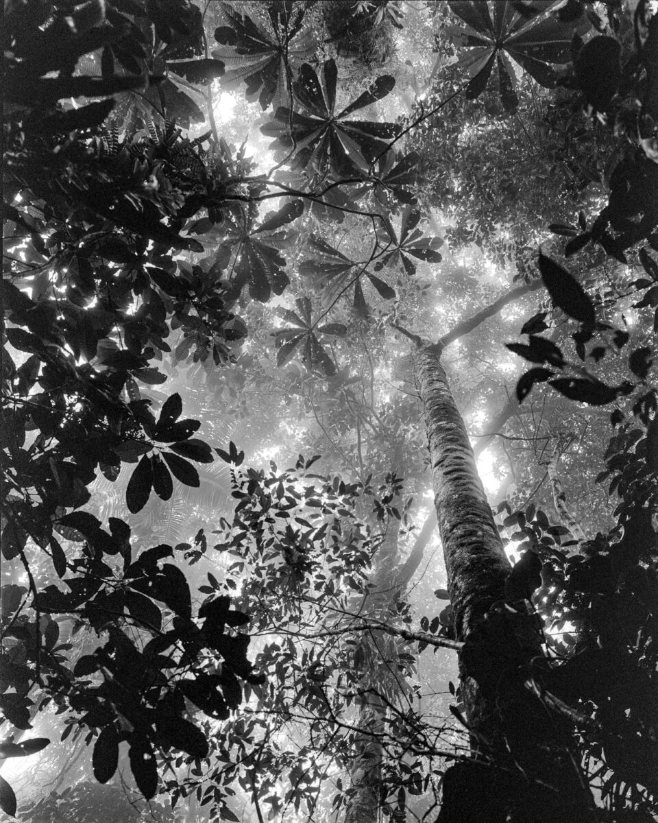 black and white landscape photo of a Tropical Rain Forest in the Chocó region in Colombia’s Pacific Coast by Miguel Winograd