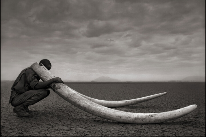 Black and white photo of a ranger with tusks of elephant Amboseli, 2011 by Nick Brandt