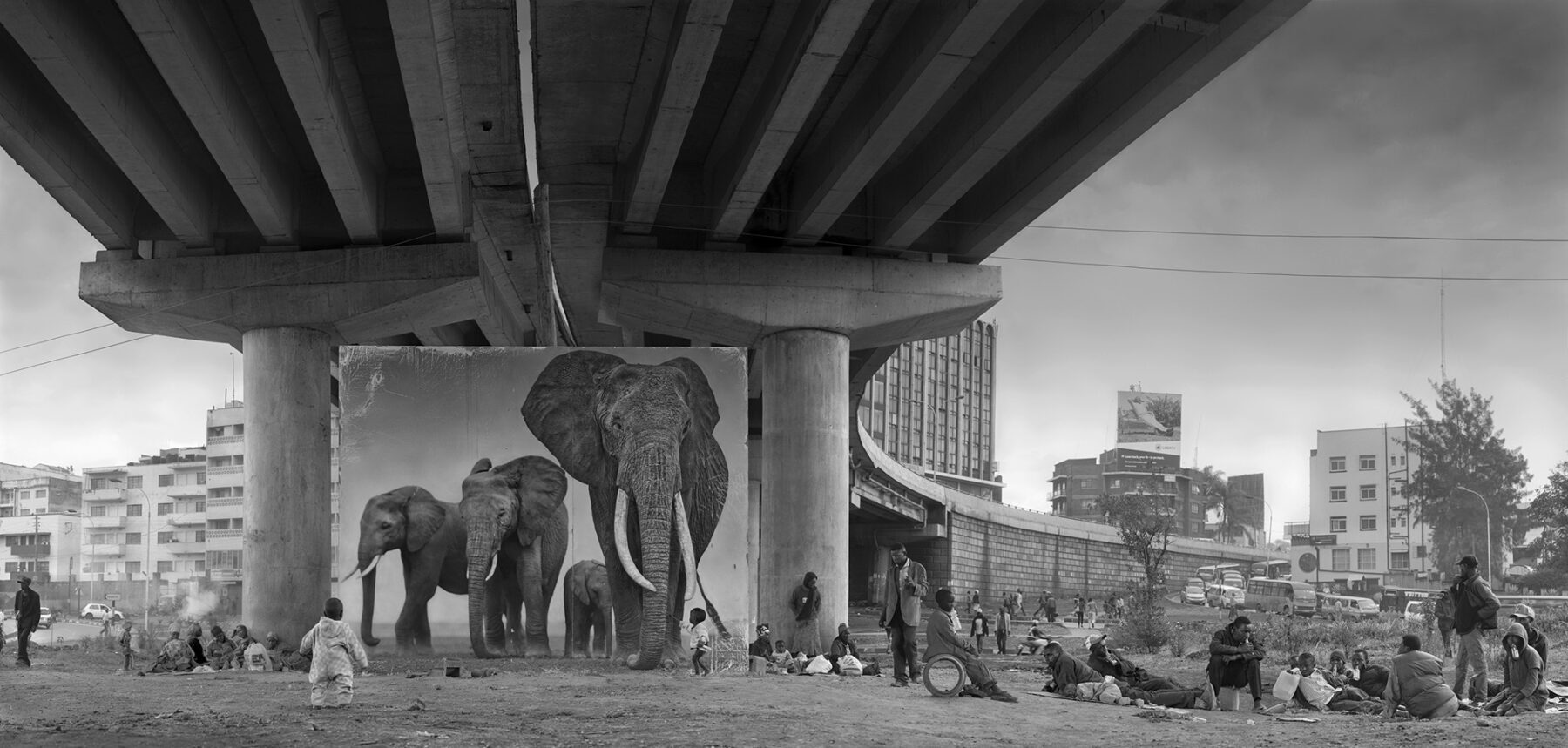 Black and white portrait of elephants in urban environment Nick Brandt