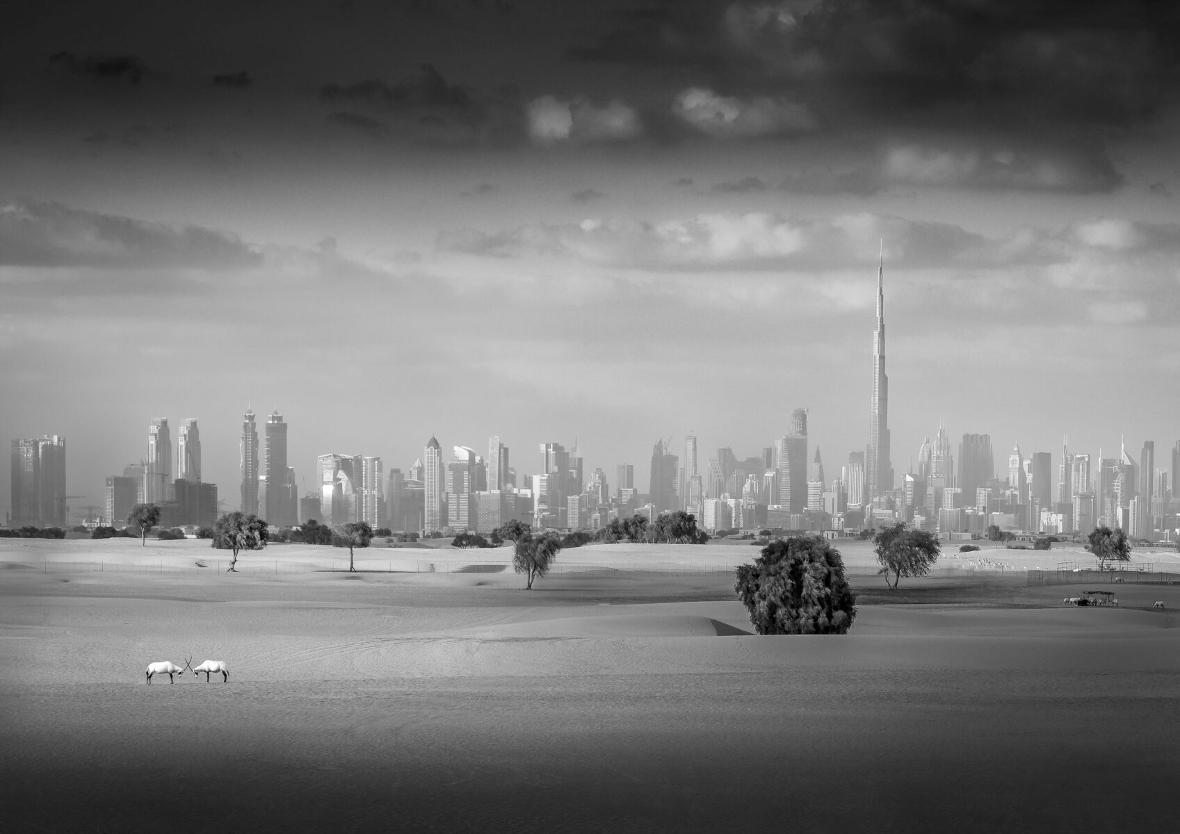 black and white photo of Dubai and oryx by Florian Kriechbaumer