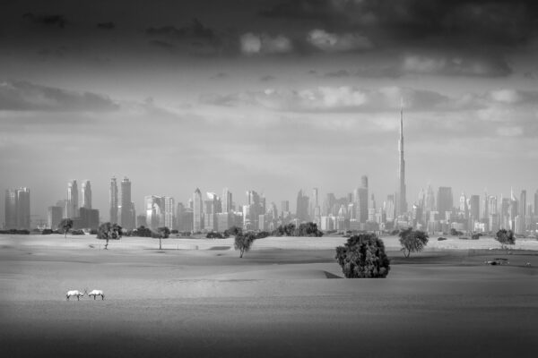 black and white photo of Dubai and oryx by Florian Kriechbaumer