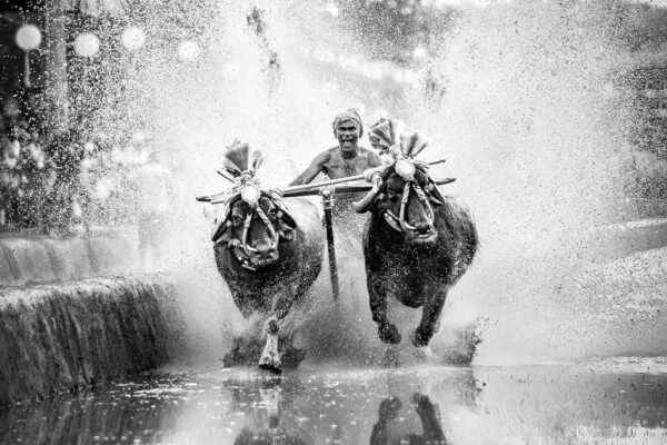 blacvk and white photo of Kambala annual buffalo race in India by Arun R Hegden