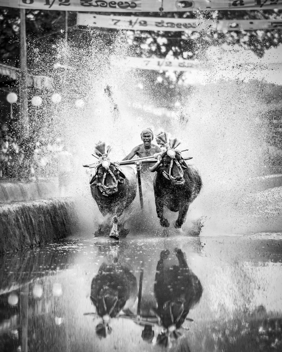 blacvk and white photo of Kambala annual buffalo race in India by Arun R Hegden