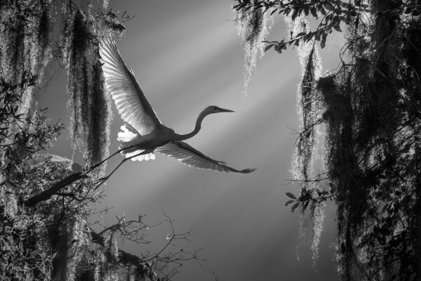 black and white photo of a flying great Egret captured in Florida, USA by Fenqiang Liu