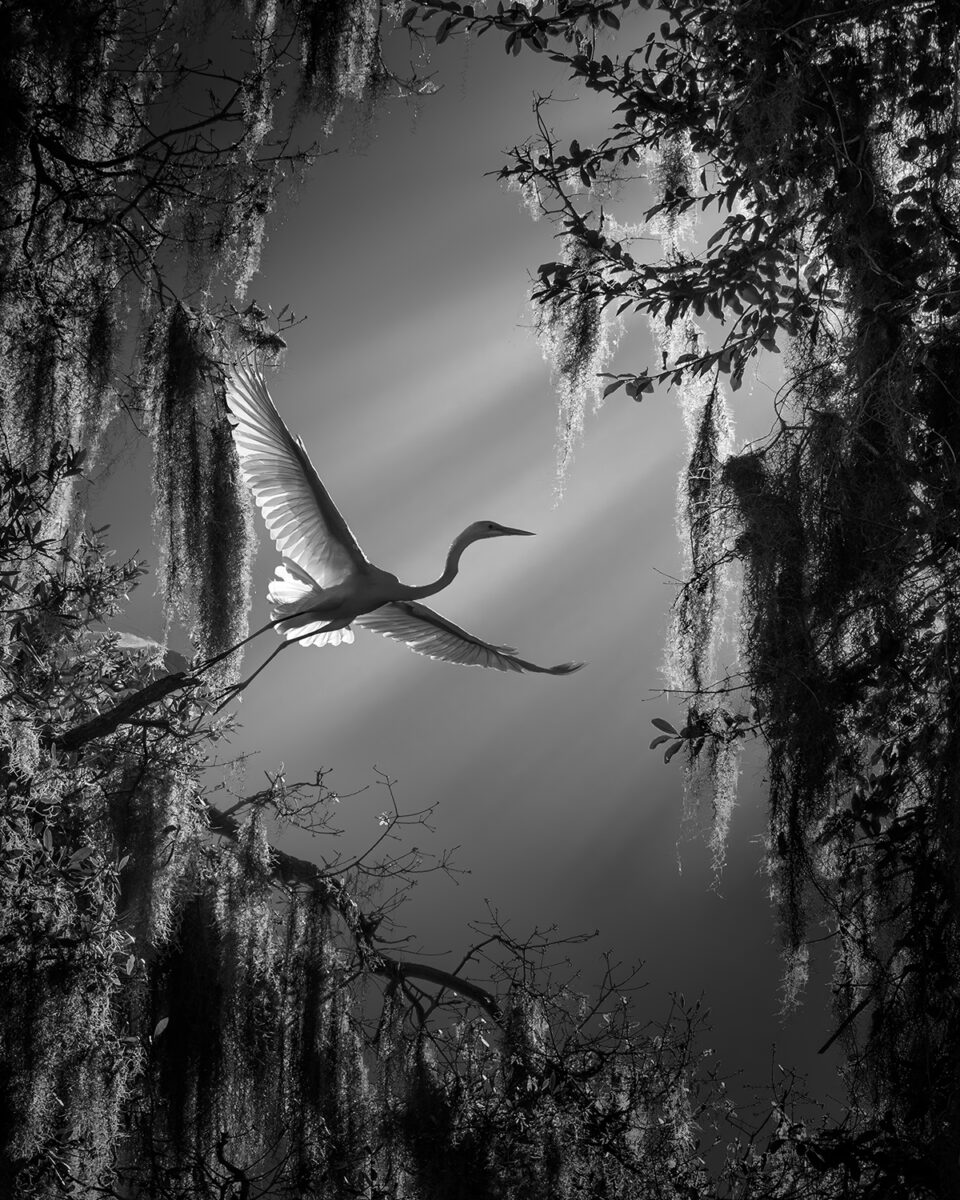 black and white photo of a flying great Egret captured in Florida, USA by Fenqiang Liu