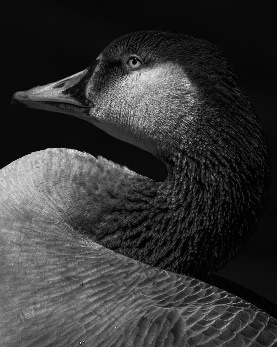 black and white portrait of a Canada goose by Melissa Cormican