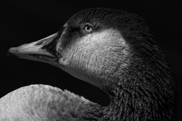 black and white portrait of a Canada goose by Melissa Cormican