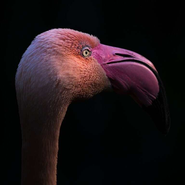 Color animal portrait photo of a Flamingo by Melissa Cormican