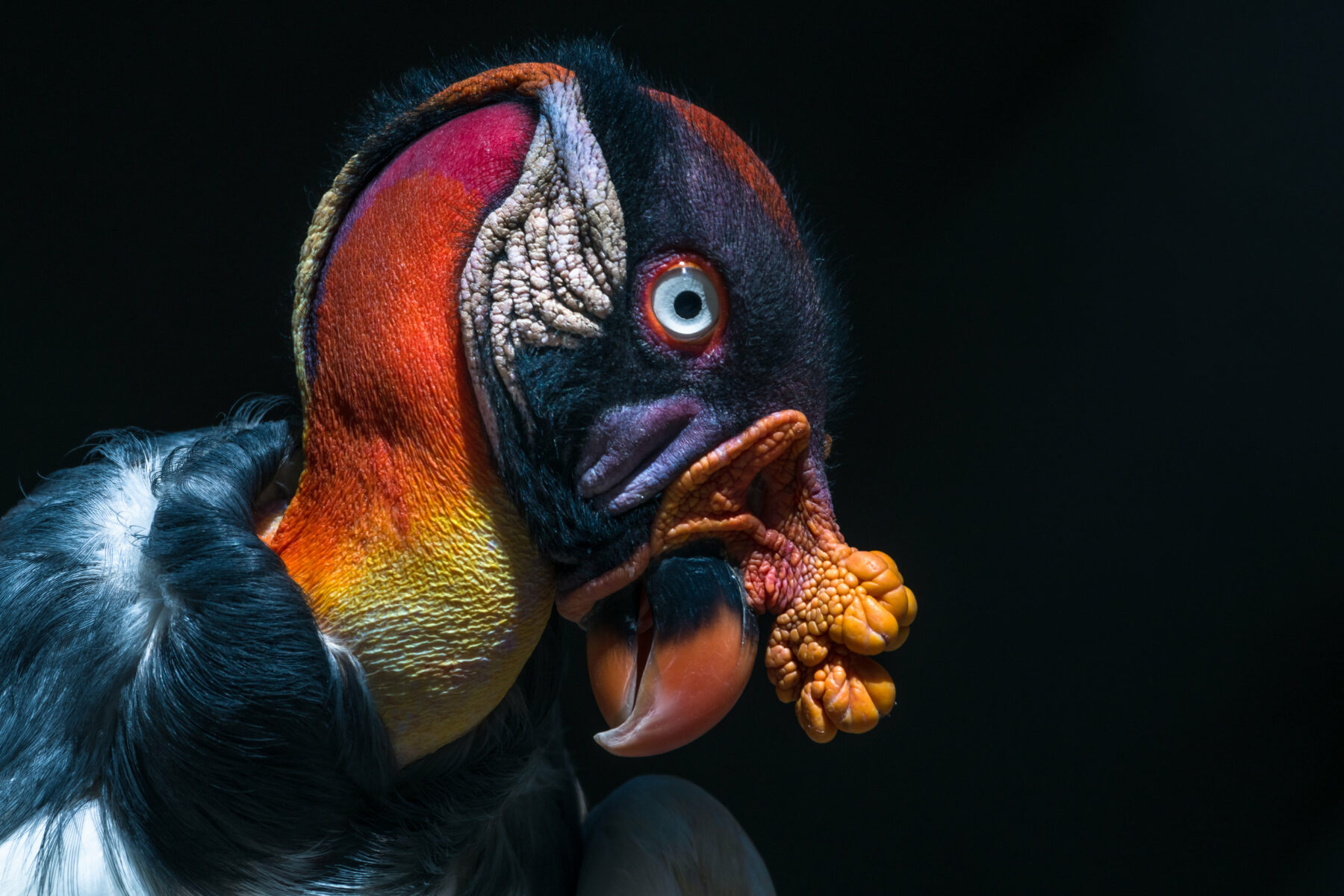 Color animal portrait photo of a king vulture by Melissa Cormican