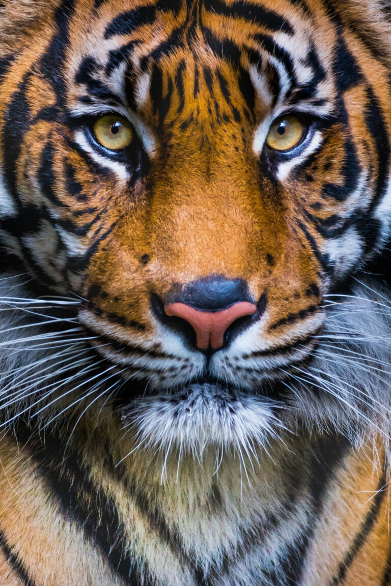 Color animal portrait photo of a Sumatran Tiger by Melissa Cormican