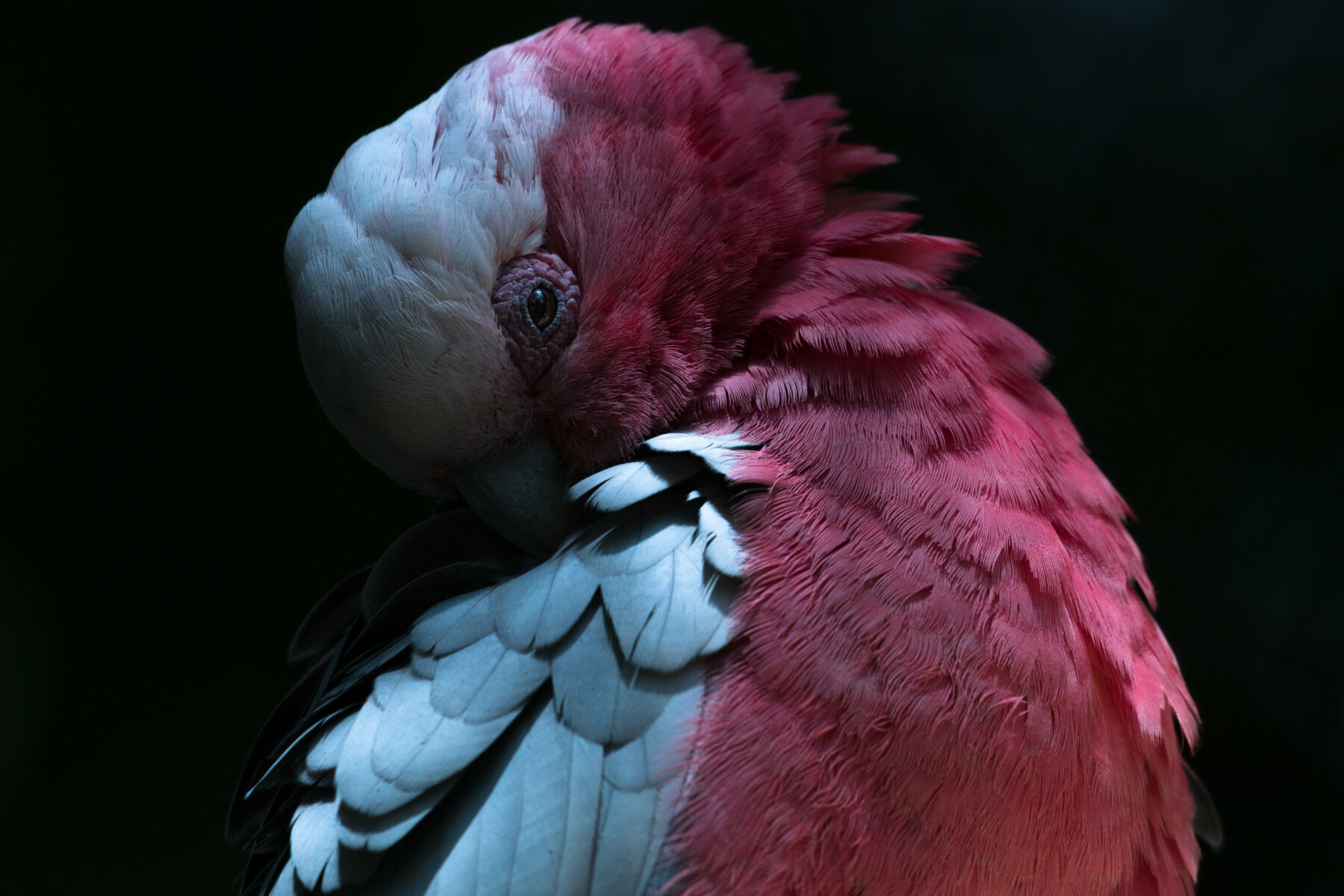 Color animal portrait photo of a Parrot by Melissa Cormican