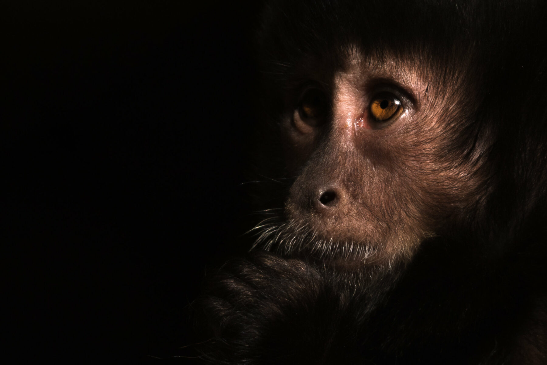 Color animal portrait photo of a Capuchin by Melissa Cormican