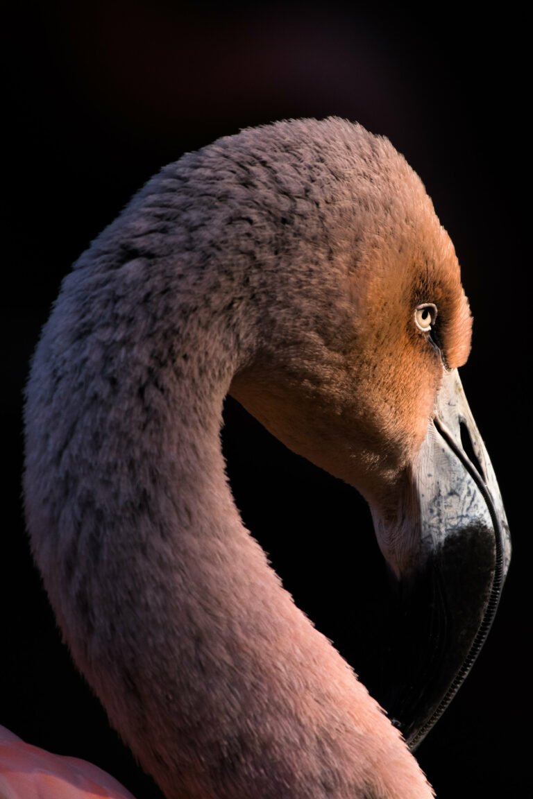 Color animal portrait photo of a Flamingo by Melissa Cormican