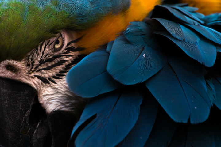 Color animal portrait photo of a Macaw by Melissa Cormican