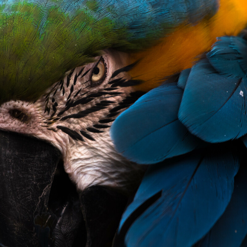 Color animal portrait photo of a Macaw by Melissa Cormican