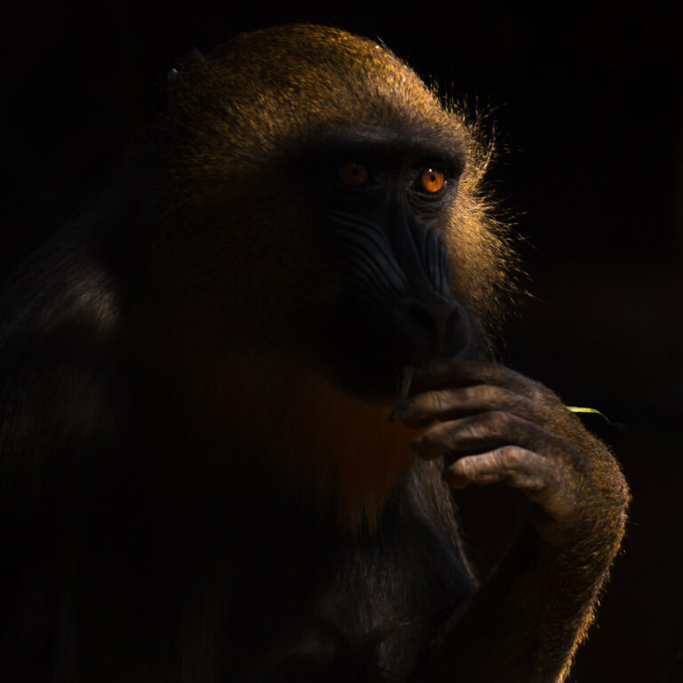 Color animal portrait photo of a Mandrill by Melissa Cormican