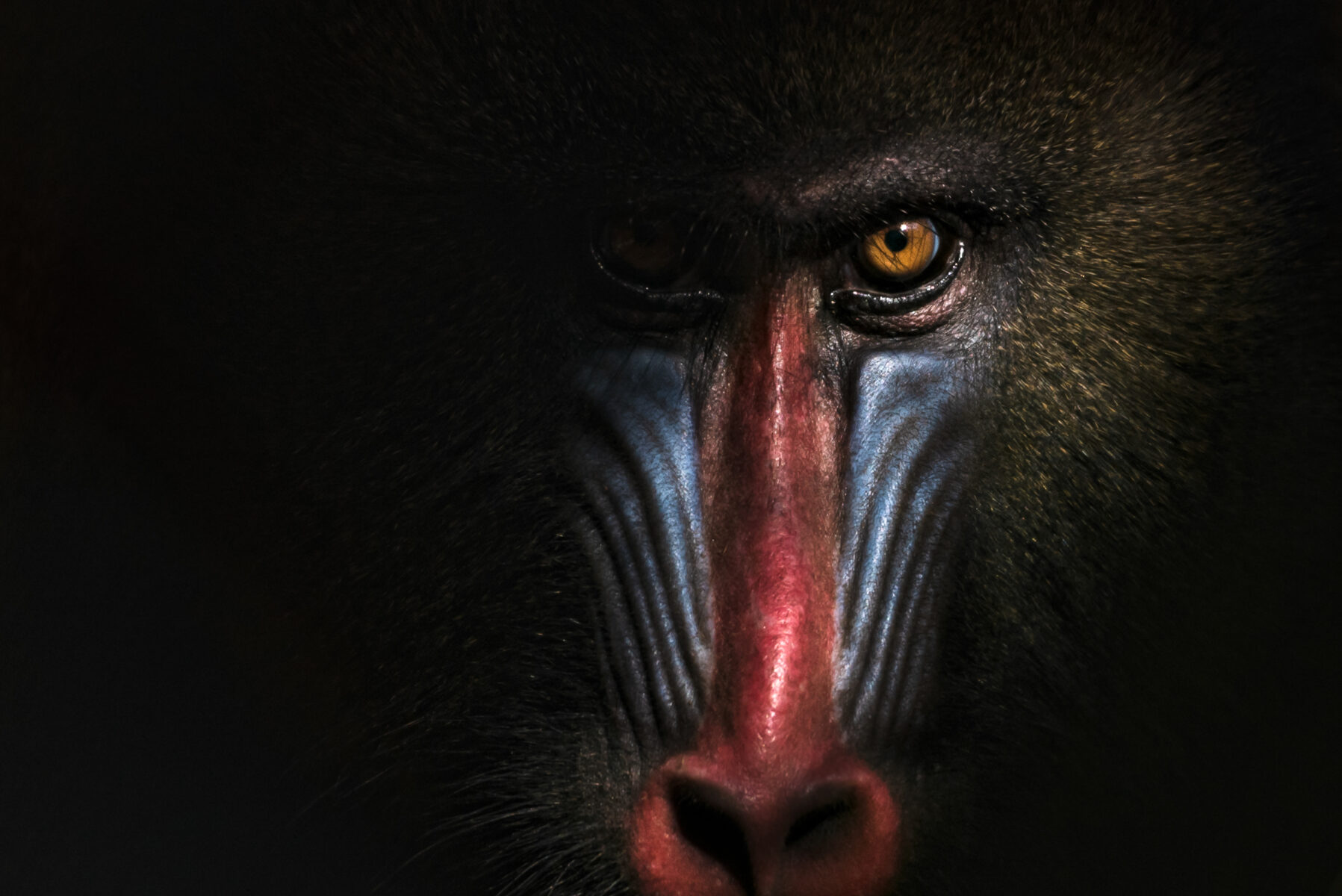 Color animal portrait photo of a mandrill by Melissa Cormican