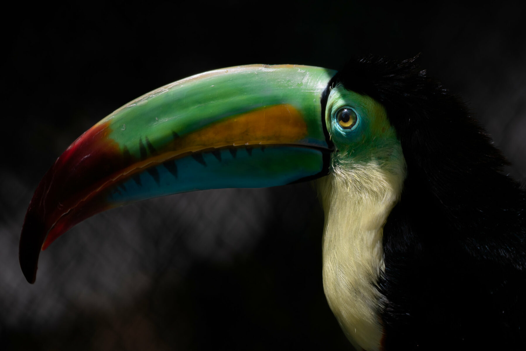 Color animal portrait photo of a Toucan by Melissa Cormican