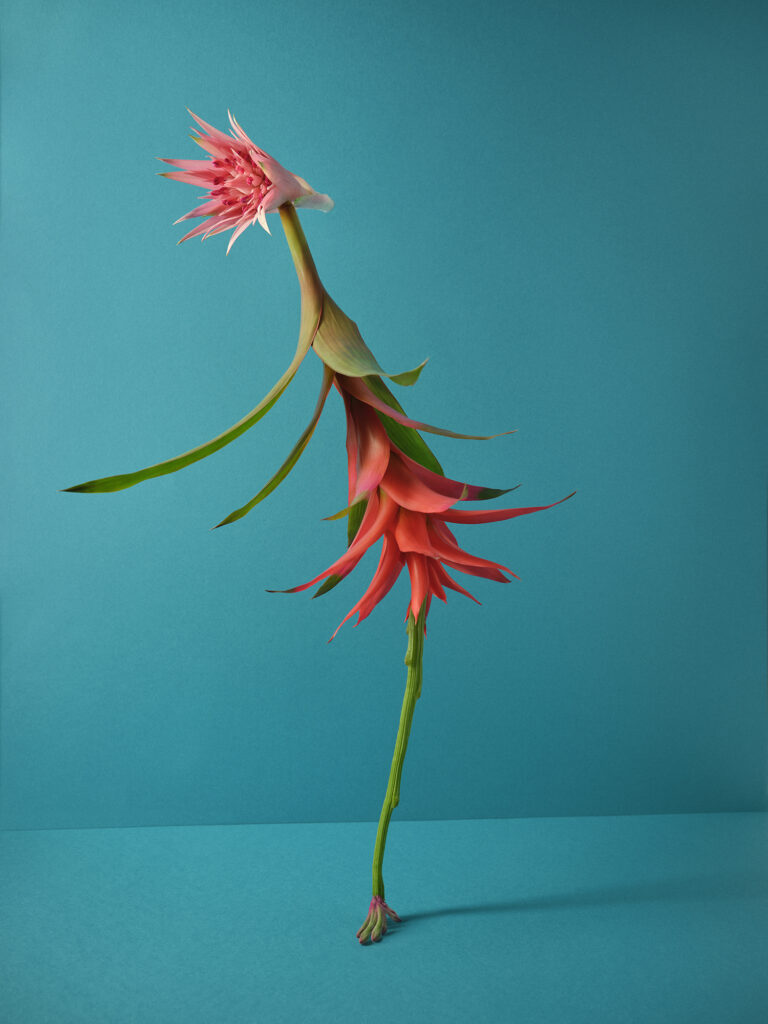 color studio fineart photo of a flower by Natalie Strohmaier