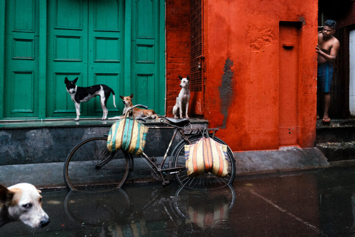 color street photo of man and dogs in streets of kolkata, india by Jonathan Jasberg