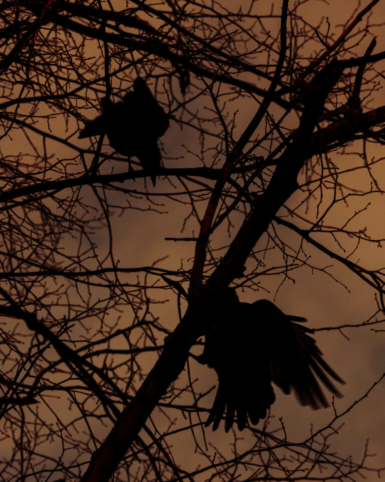 Photography by Joshua K. Jackson. Sillouhettes of crows in trees.