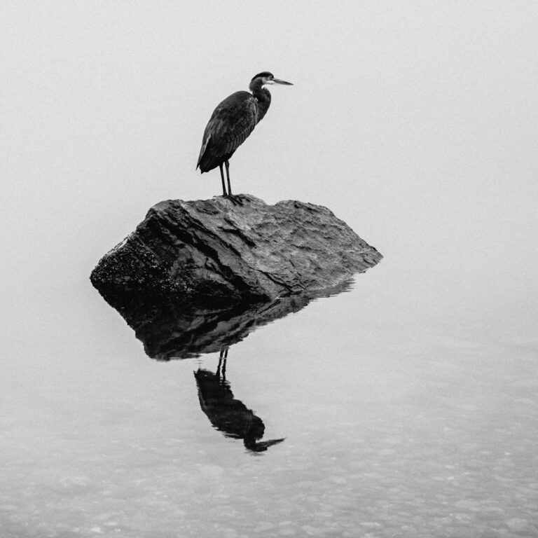 Black & white landscape photography by Adrian Vila. A bird on a stone in a lake with a reflection