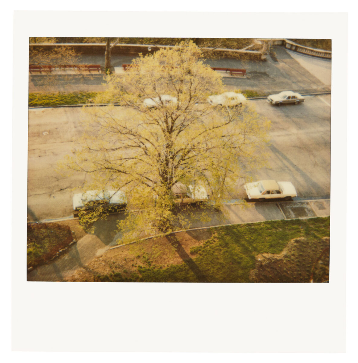 Color photography Ralph Ellison. Polaroid of cars and trees