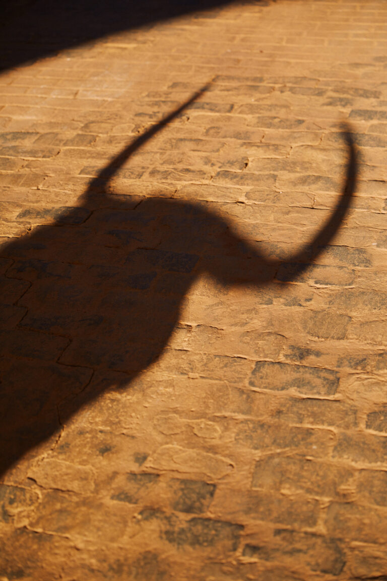 Photo of a bull's shadow