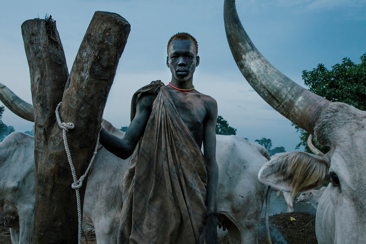 A portrait of a young man from the Mundari tribe in South Sudan, with his cattle