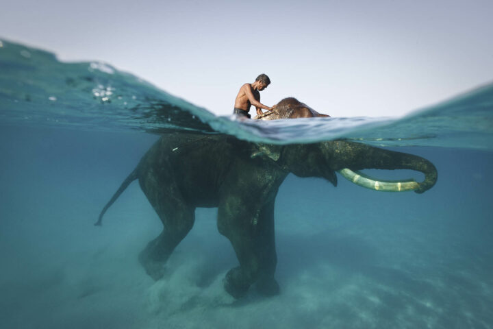 Photo of a man swimming with an elephant by Jody Macdonald