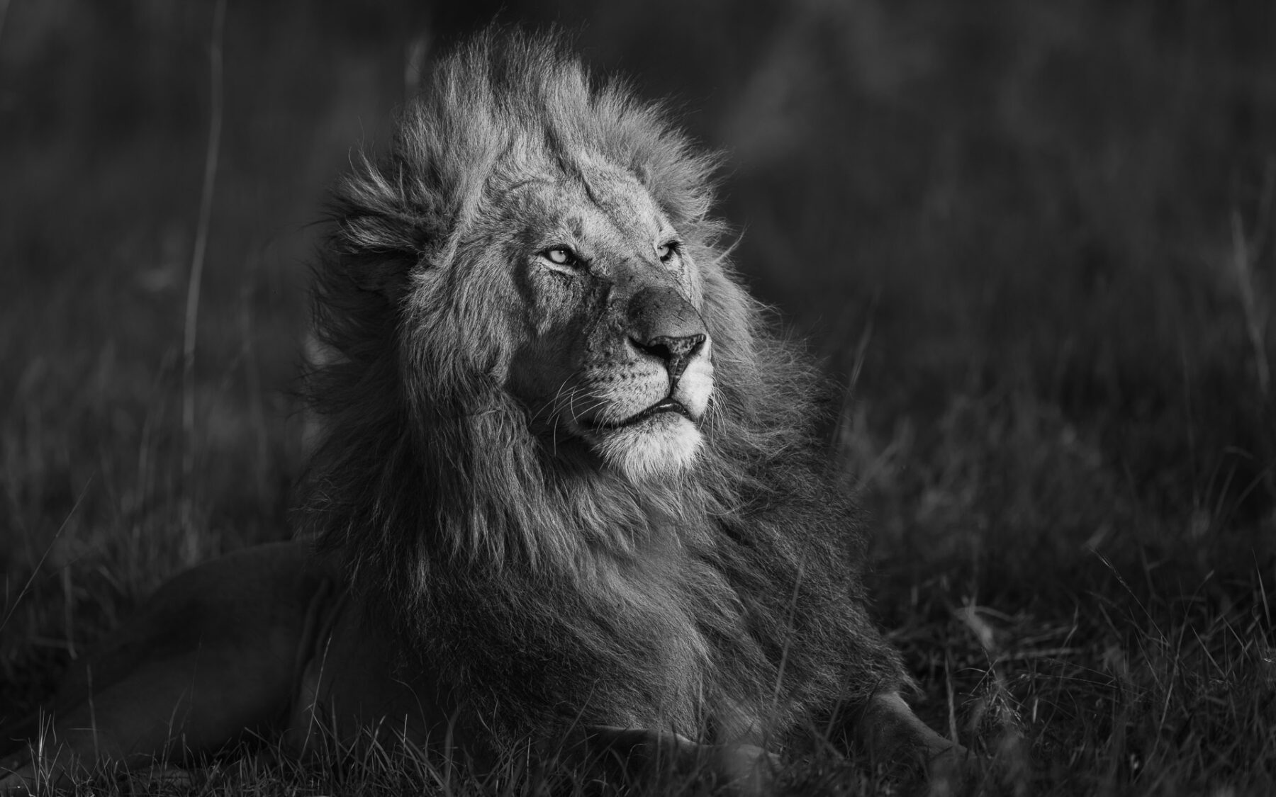 black and white wildlife photo of lion by Vrinda Bhatnagar