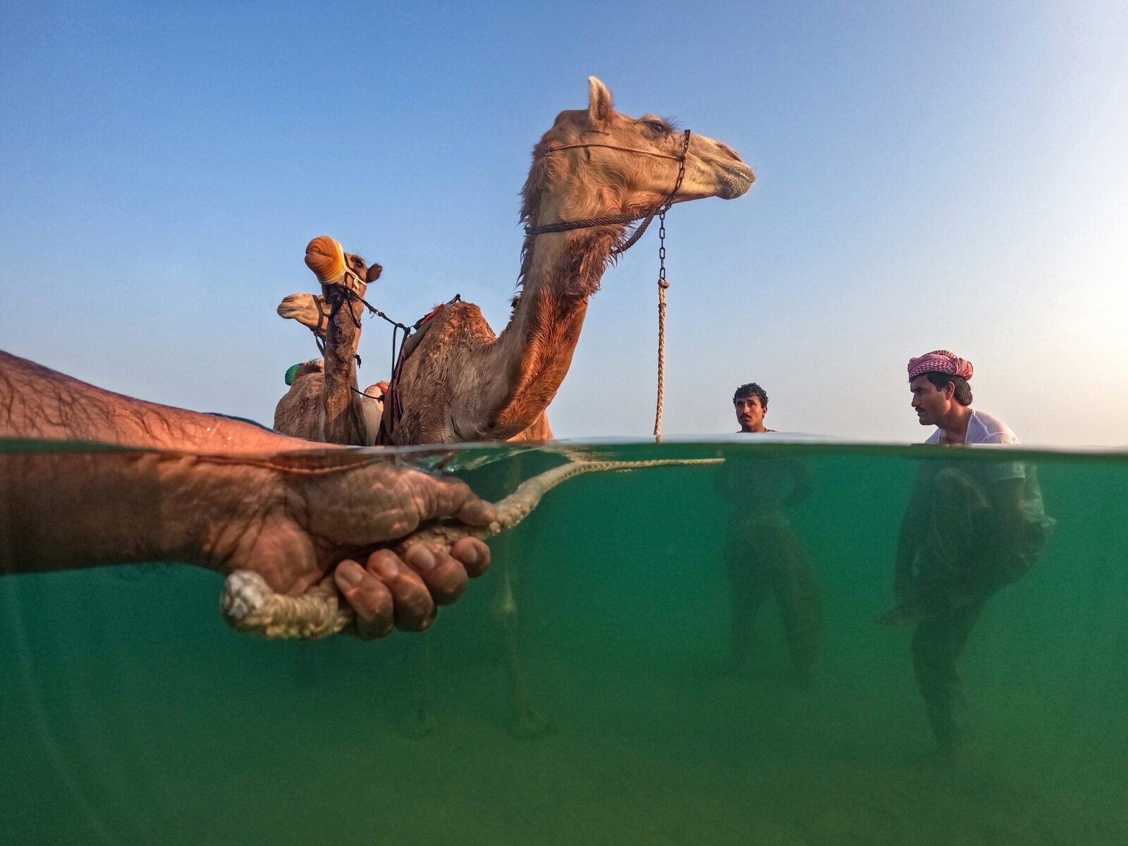 Color travel photography of camels bathing at Ras Al Khaimah, United Arab Emirates, by Shyjith Onden Cheriyath