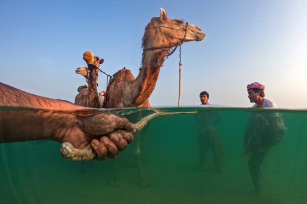 Color travel photography of camels bathing at Ras Al Khaimah, United Arab Emirates, by Shyjith Onden Cheriyath