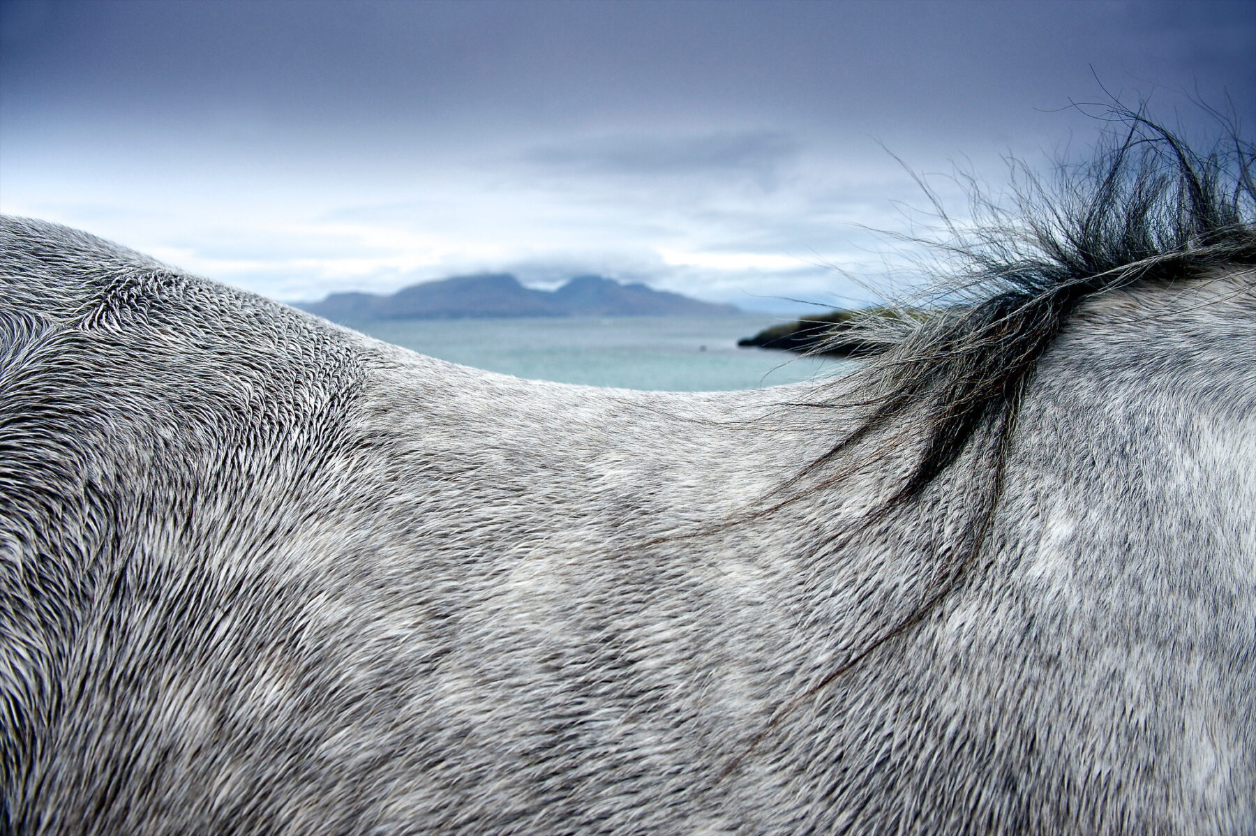 Photography by Jim Richardson. Close up of horses on the beach.