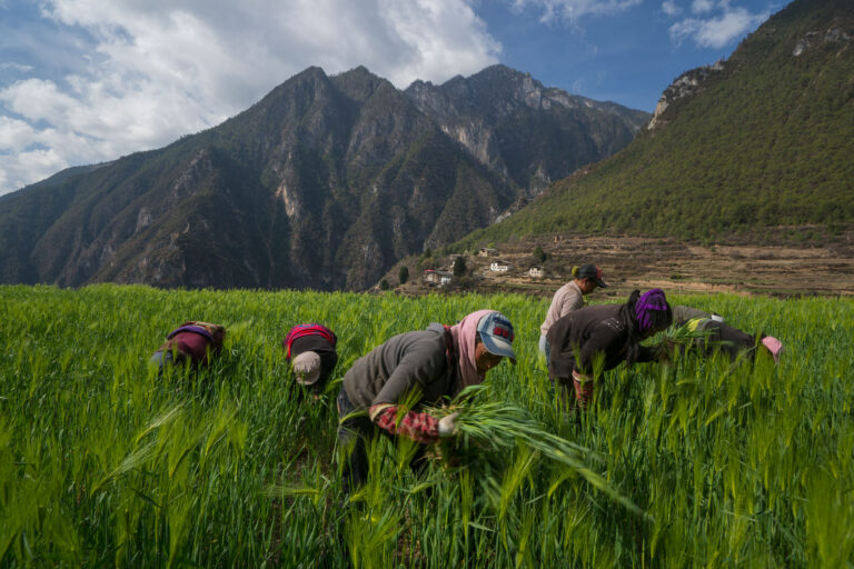 Photography by Michael Yamashita. Women tend their barley fields by hand. Yunnan region, China