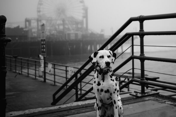 black and white photo of dalmatian dog onf foggy santa monica pier by Rebecca Clark Andrino