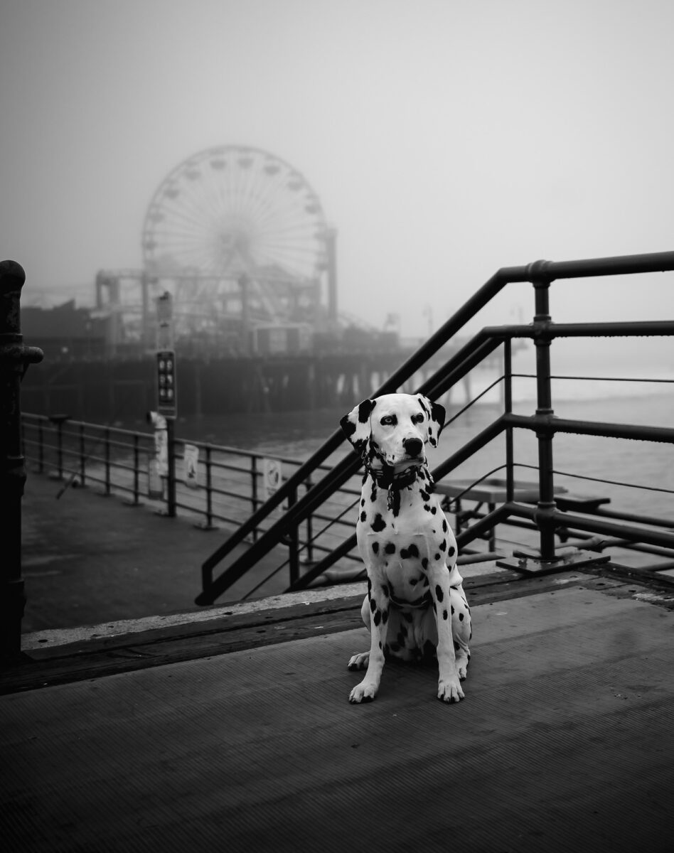 black and white photo of dalmatian dog onf foggy santa monica pier by Rebecca Clark Andrino