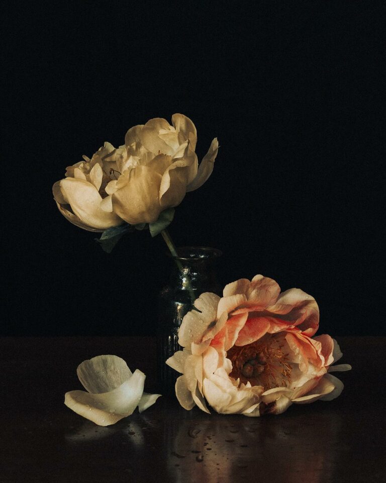 Still life photography by Joe Clarke. Flowers.