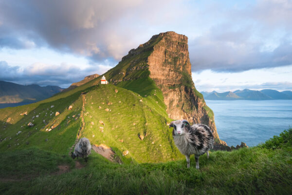 color landscape photo of sheep in Faroe Islands by Mario Walker