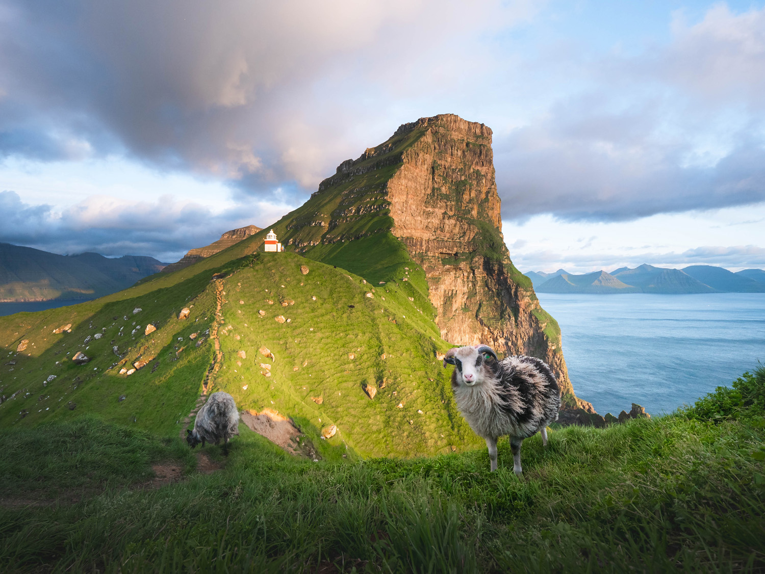 color landscape photo of sheep in Faroe Islands by Mario Walker