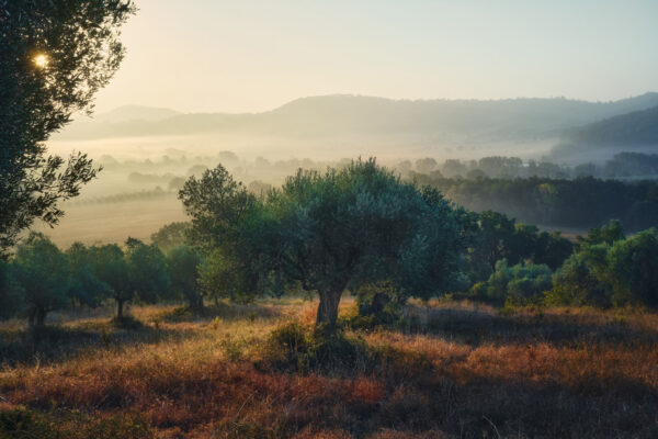 color landscape photo of wild olive trees in Magione, Umbria, Italy by Raffaele Ranghiasci