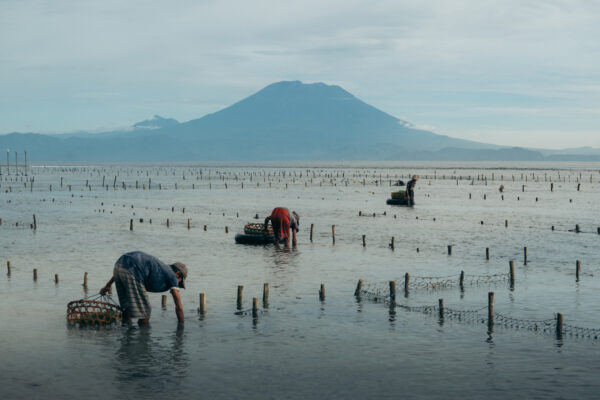 color photo of Bali Seaweed Farmer in landscape by Carlota Caldeira