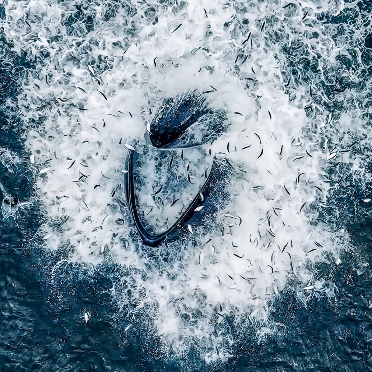 Aerial drone capture of a humpback whale by Joanna Steidle